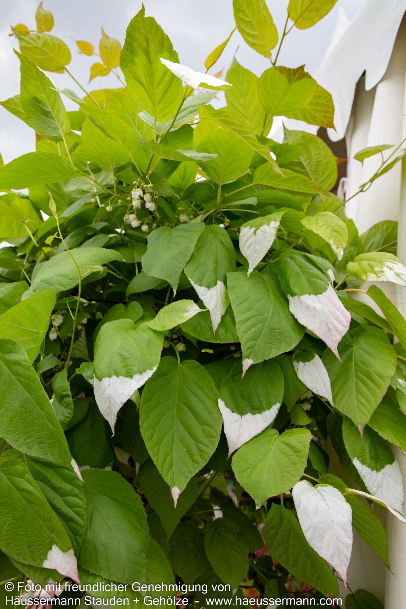 Flamingo-Strahlengriffel (Actinidia kolomikta)