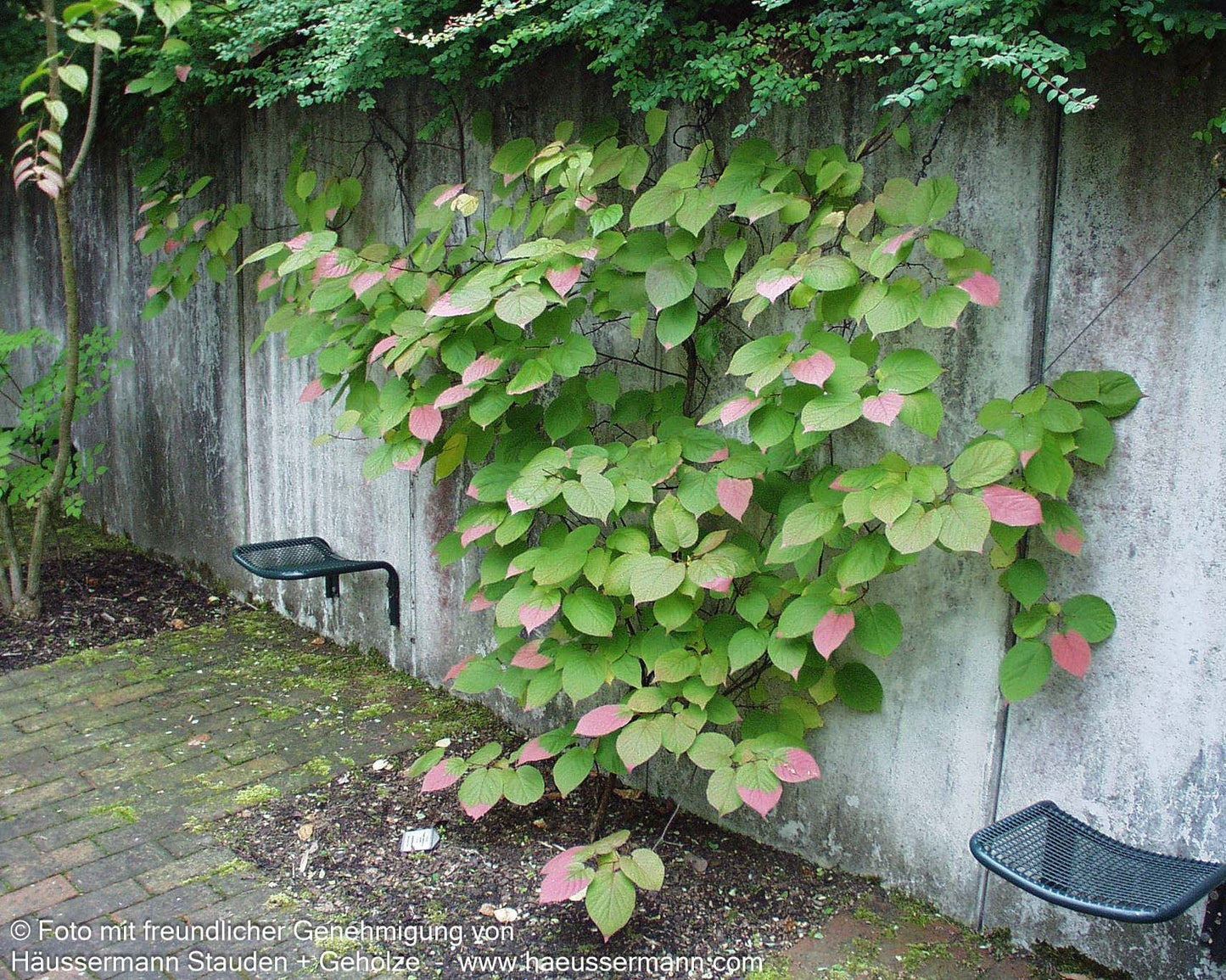 Flamingo-Strahlengriffel (Actinidia kolomikta)