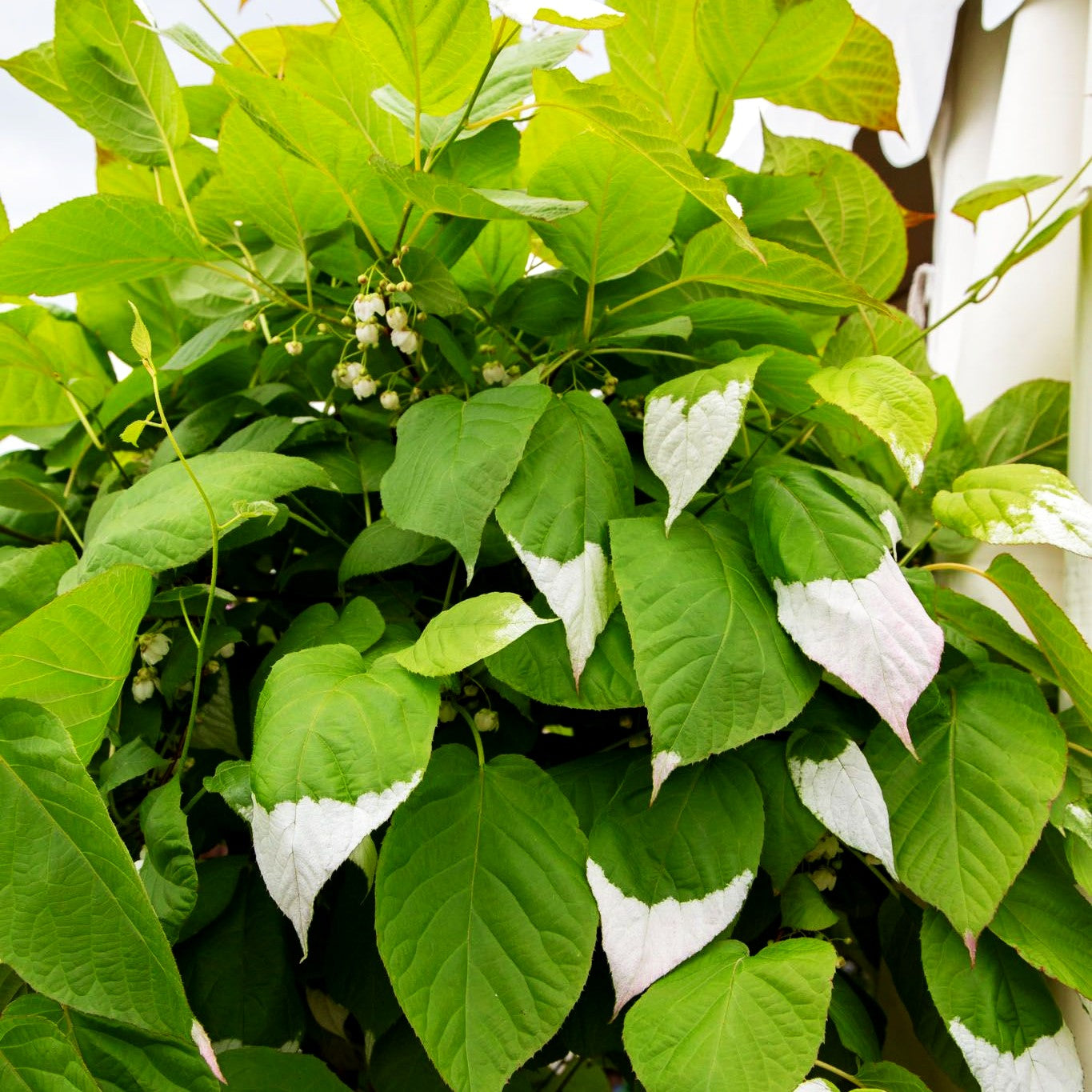 Flamingo-Strahlengriffel (Actinidia kolomikta)