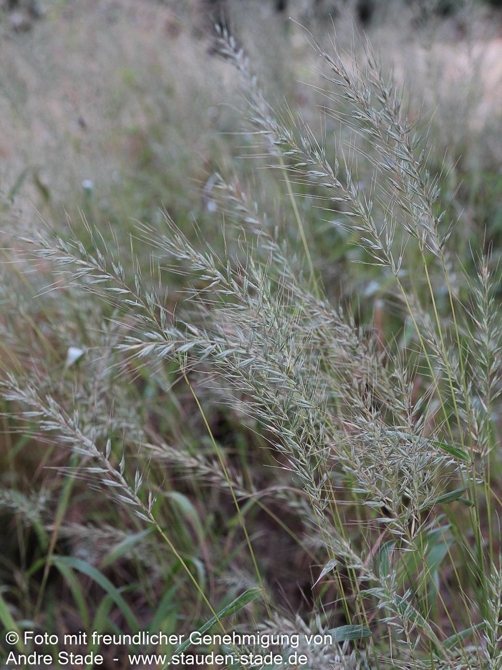 Flaschenbürstengras (Hystrix patula)