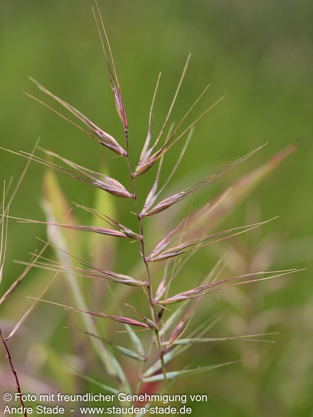 Flaschenbürstengras (Hystrix patula)