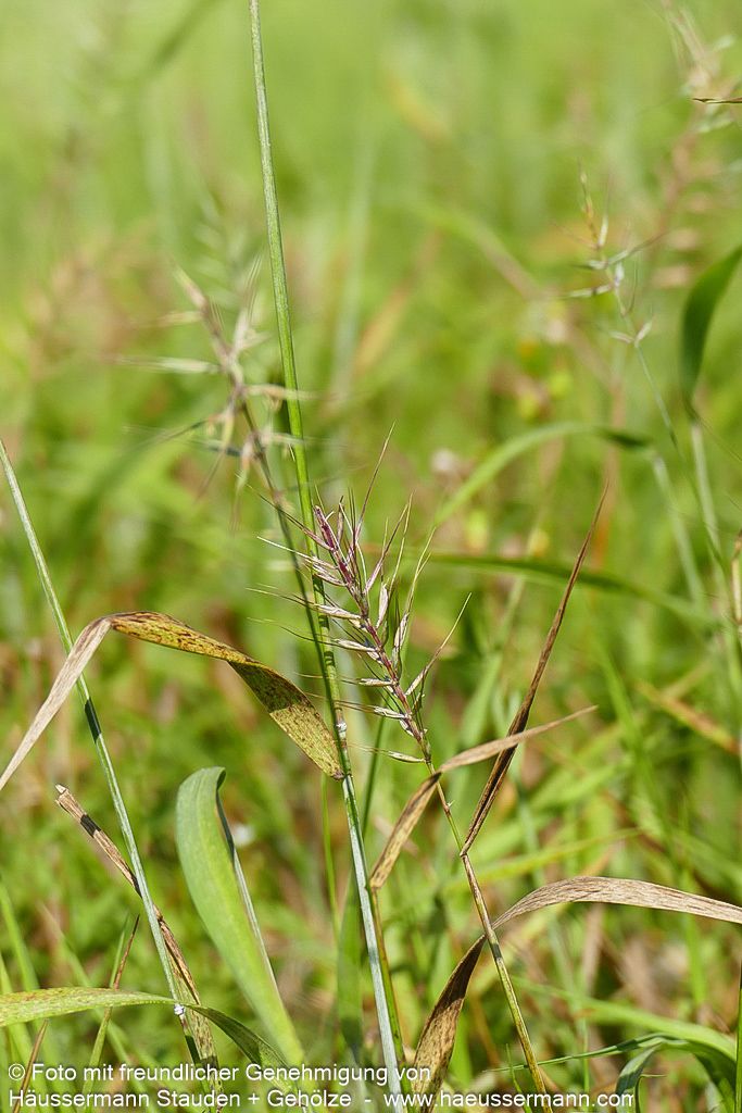 Flaschenbürstengras (Hystrix patula)