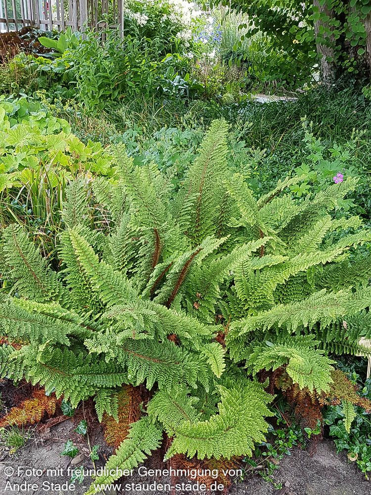 Flaumfeder-Filigranfarn 'Plumosum Densum' (Polystichum setif.)