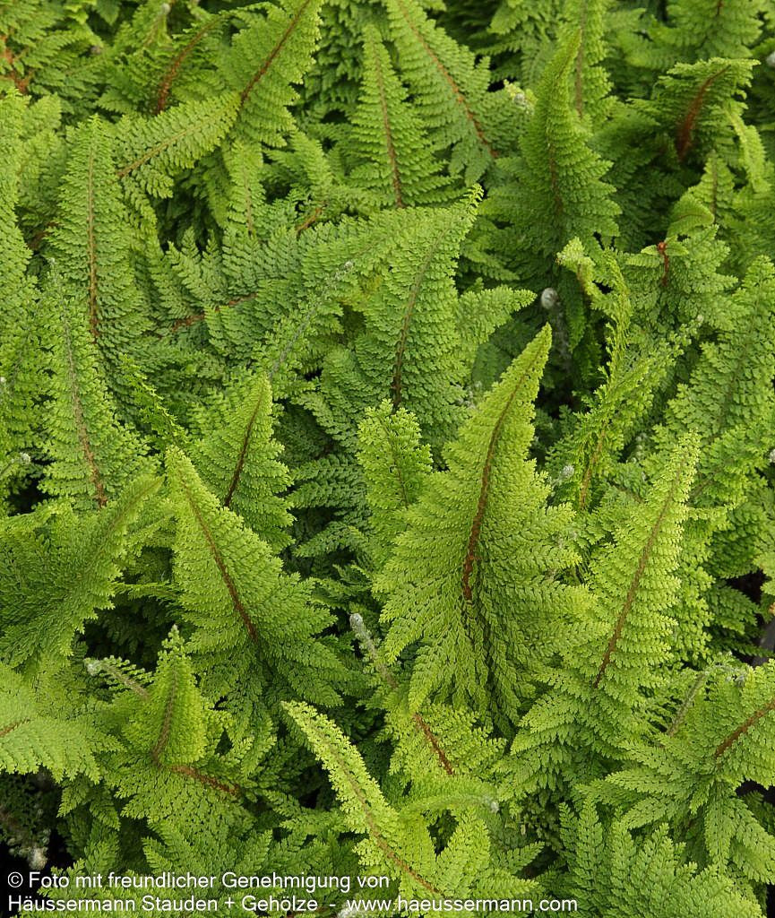 Flaumfeder-Filigranfarn 'Plumosum Densum' (Polystichum setif.)