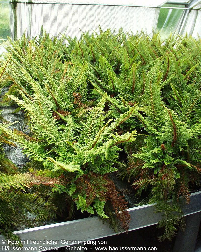 Flaumfeder-Filigranfarn 'Plumosum Densum' (Polystichum setif.)
