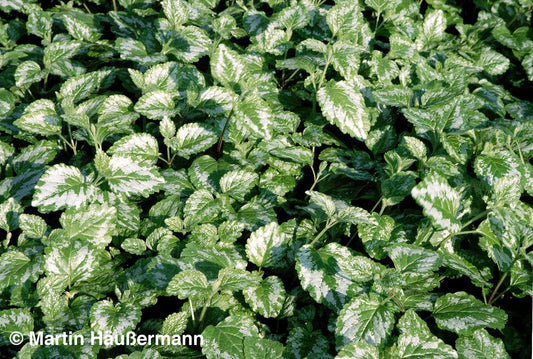Florentiner Goldnessel 'Florentinum' (Lamiastrum galeobdolon)