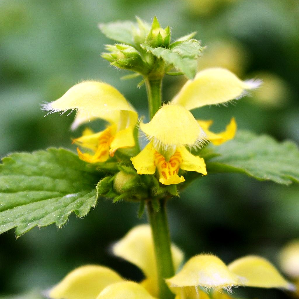 Florentiner Goldnessel 'Florentinum' (Lamiastrum galeobdolon)