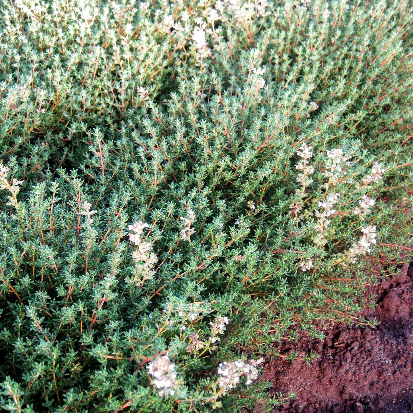 Französischer Thymian 'Fleur Provencale' (Thymus vulgaris)