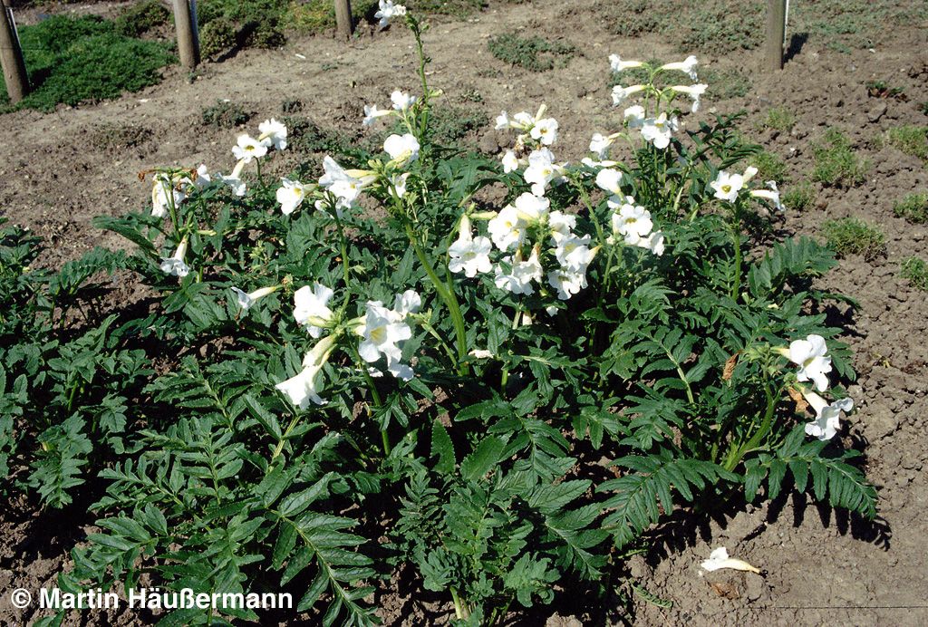 Freilandgloxinie 'Alba' (Incarvillea delavayi)