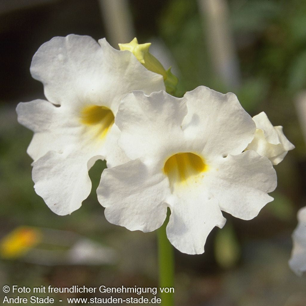 Freilandgloxinie 'Alba' (Incarvillea delavayi)
