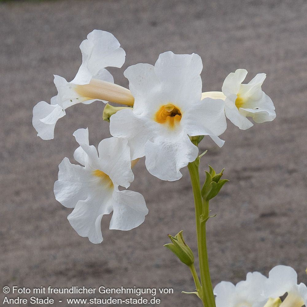 Freilandgloxinie 'Alba' (Incarvillea delavayi)