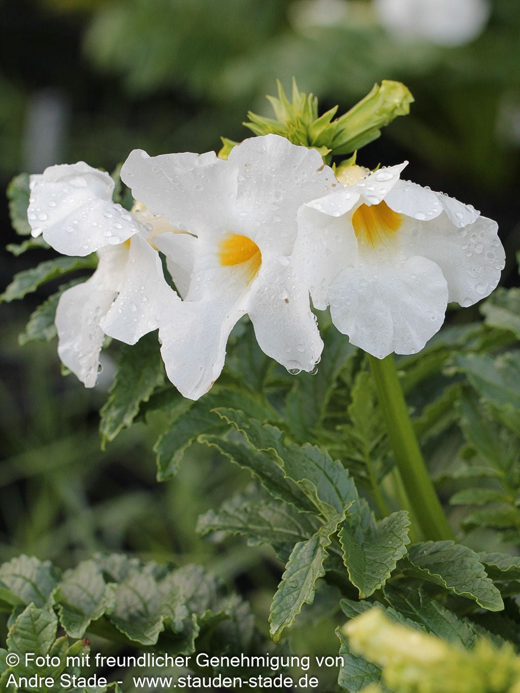 Freilandgloxinie 'Alba' (Incarvillea delavayi)