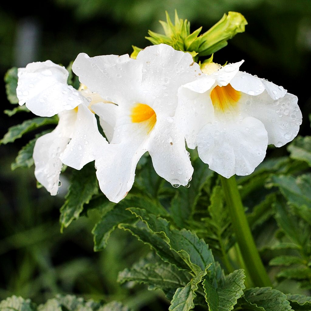 Freilandgloxinie 'Alba' (Incarvillea delavayi)