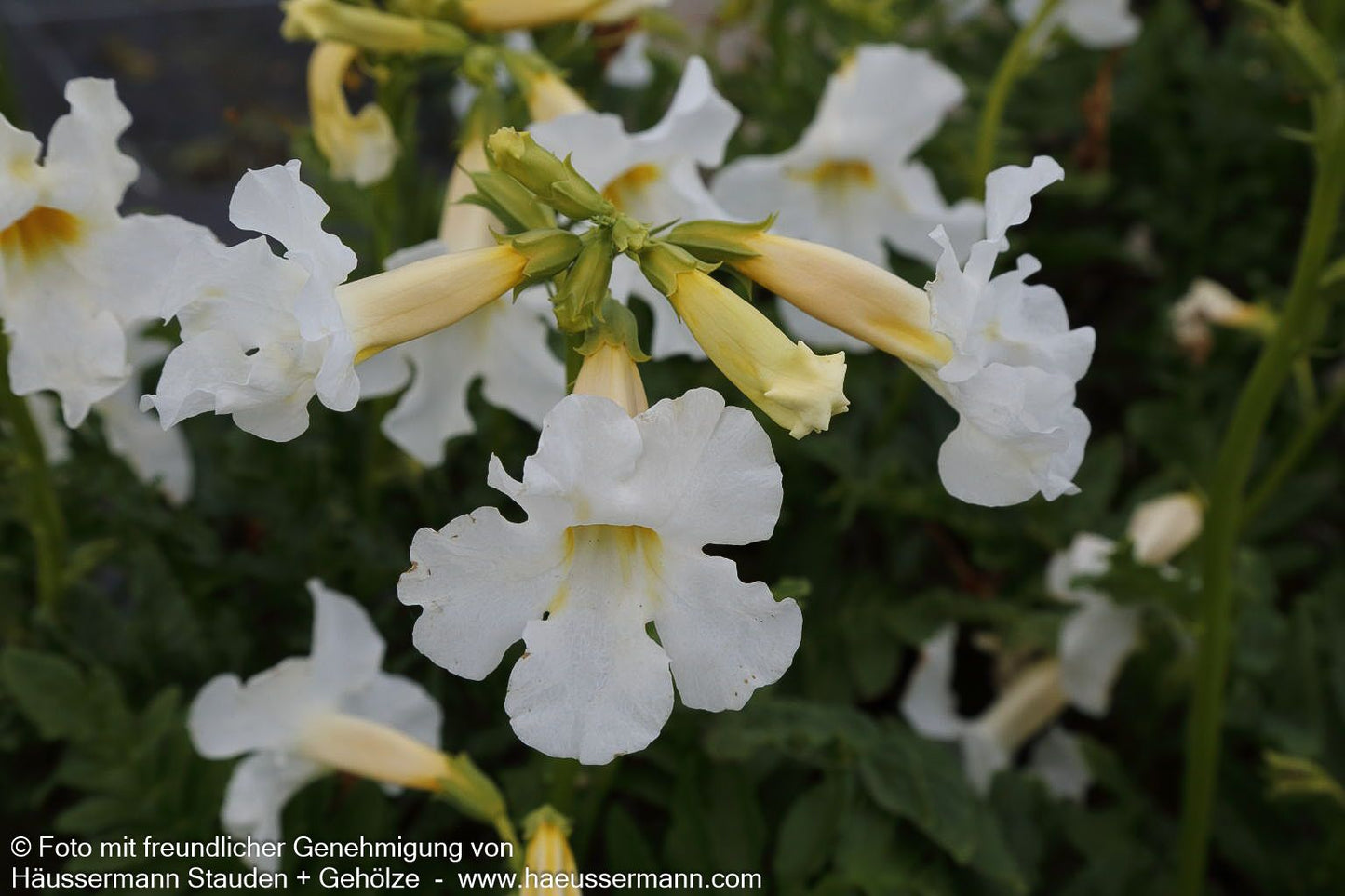 Freilandgloxinie 'Alba' (Incarvillea delavayi)