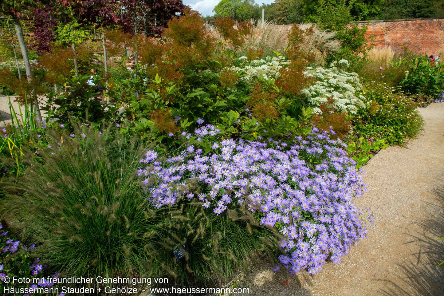 Frikarts Aster 'Mönch' (Aster x frikartii)