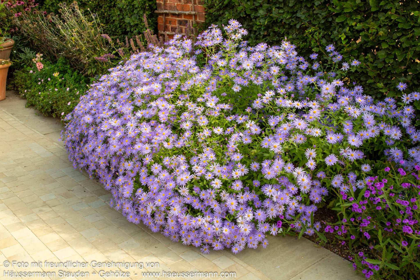 Frikarts Aster 'Mönch' (Aster x frikartii)