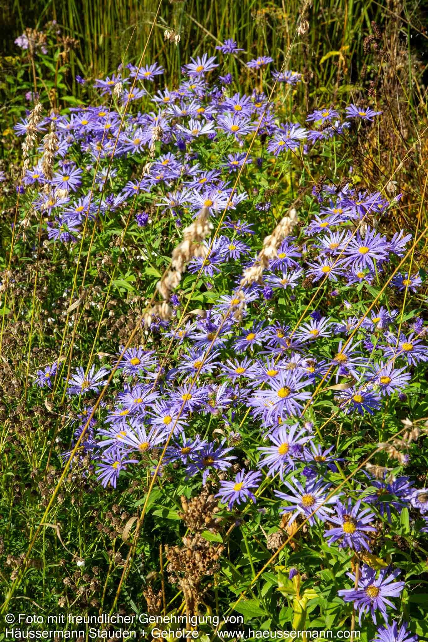 Frikarts Aster 'Mönch' (Aster x frikartii)