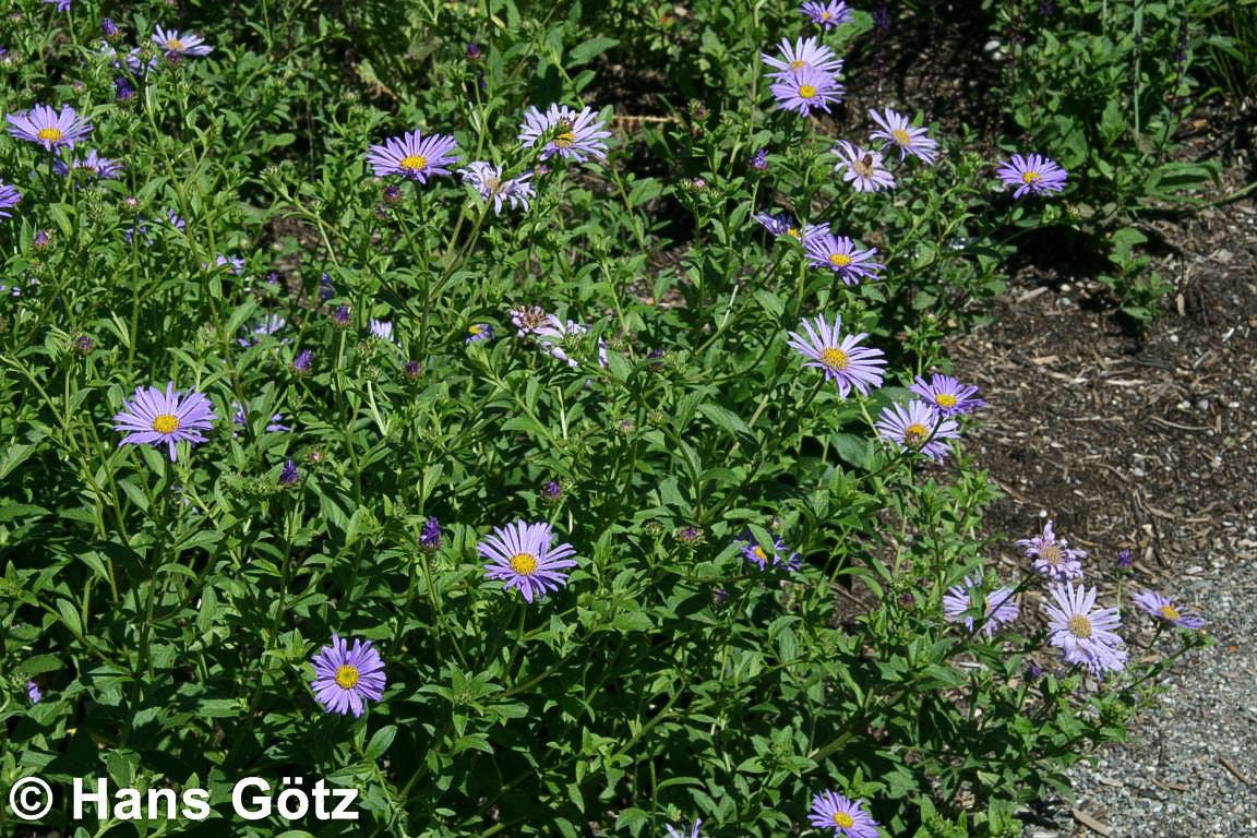 Frikarts Aster 'Mönch' (Aster x frikartii)