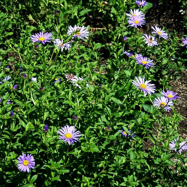 Frikarts Aster 'Mönch' (Aster x frikartii)