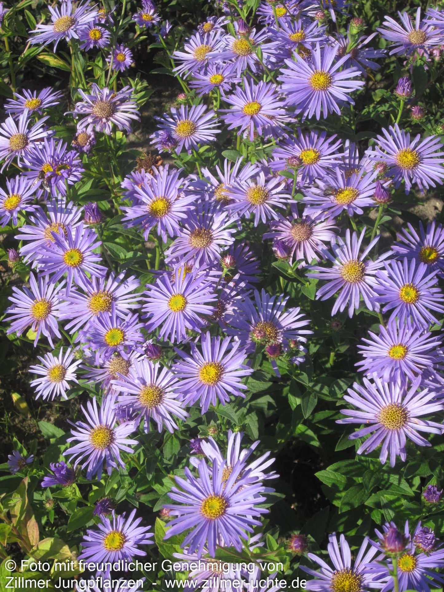 Frikarts Aster 'Wunder von Stäfa' (Aster x frikartii)