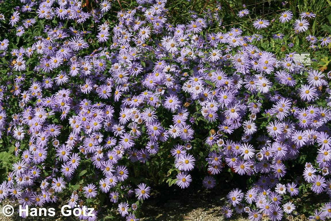 Frikarts Aster 'Wunder von Stäfa' (Aster x frikartii)