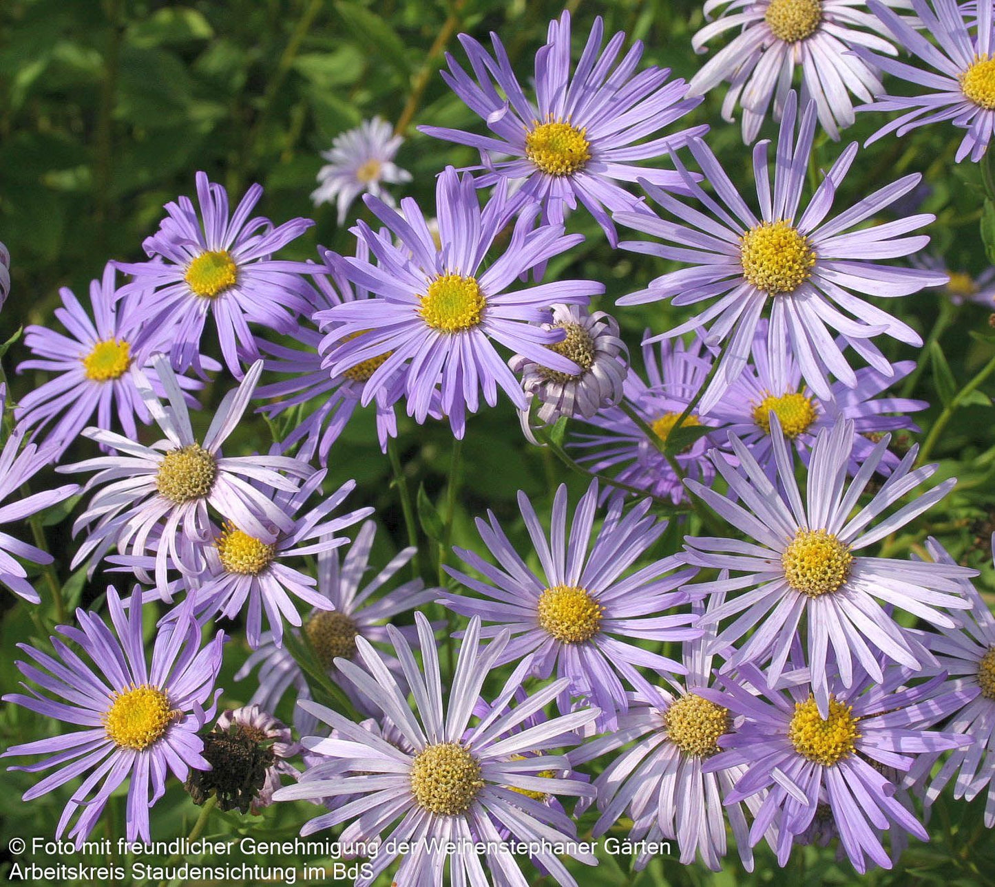 Frikarts Aster 'Wunder von Stäfa' (Aster x frikartii)