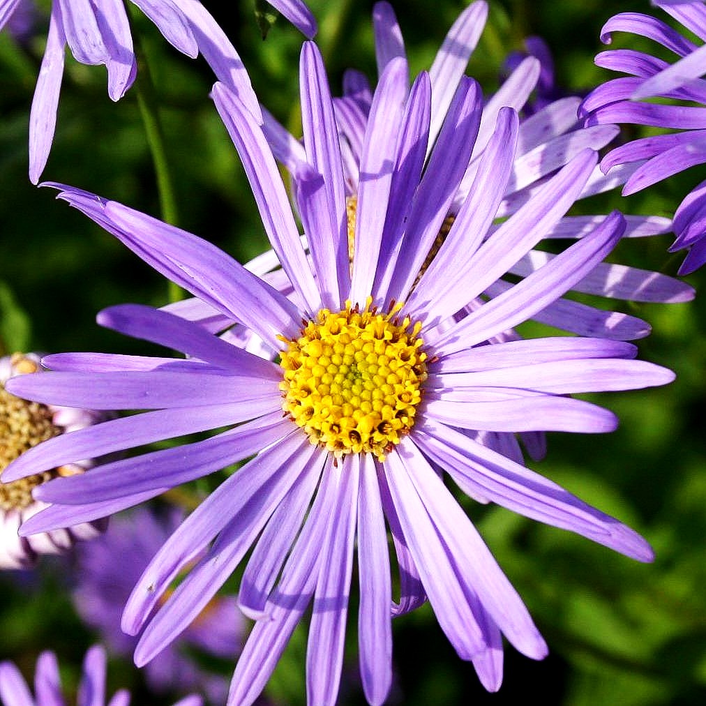 Frikarts Aster 'Wunder von Stäfa' (Aster x frikartii)