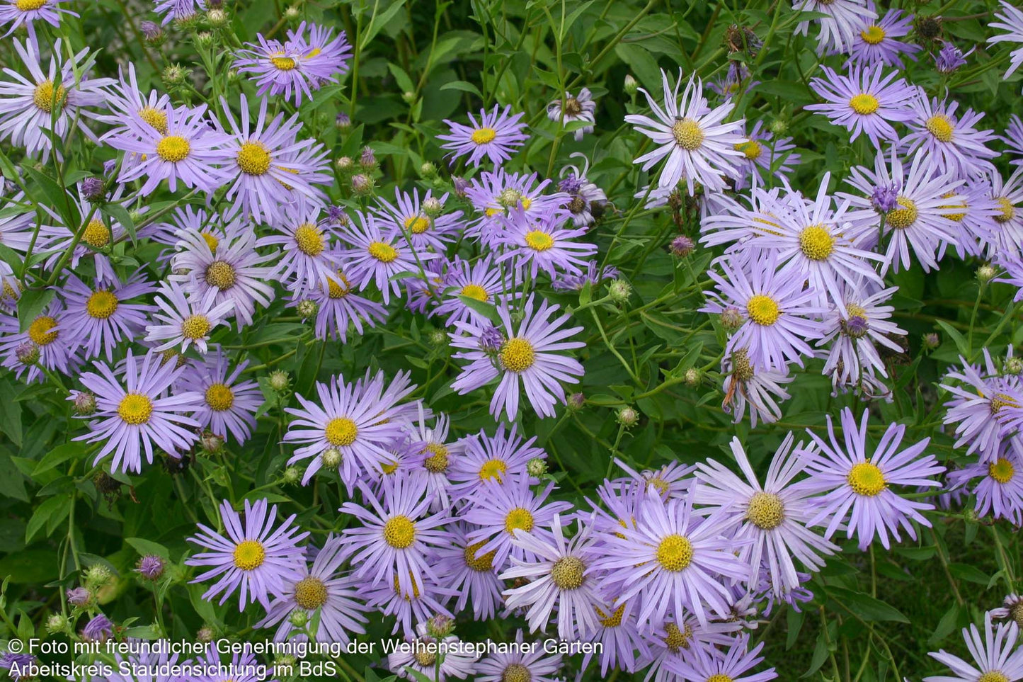 Frikarts Aster 'Wunder von Stäfa' (Aster x frikartii)