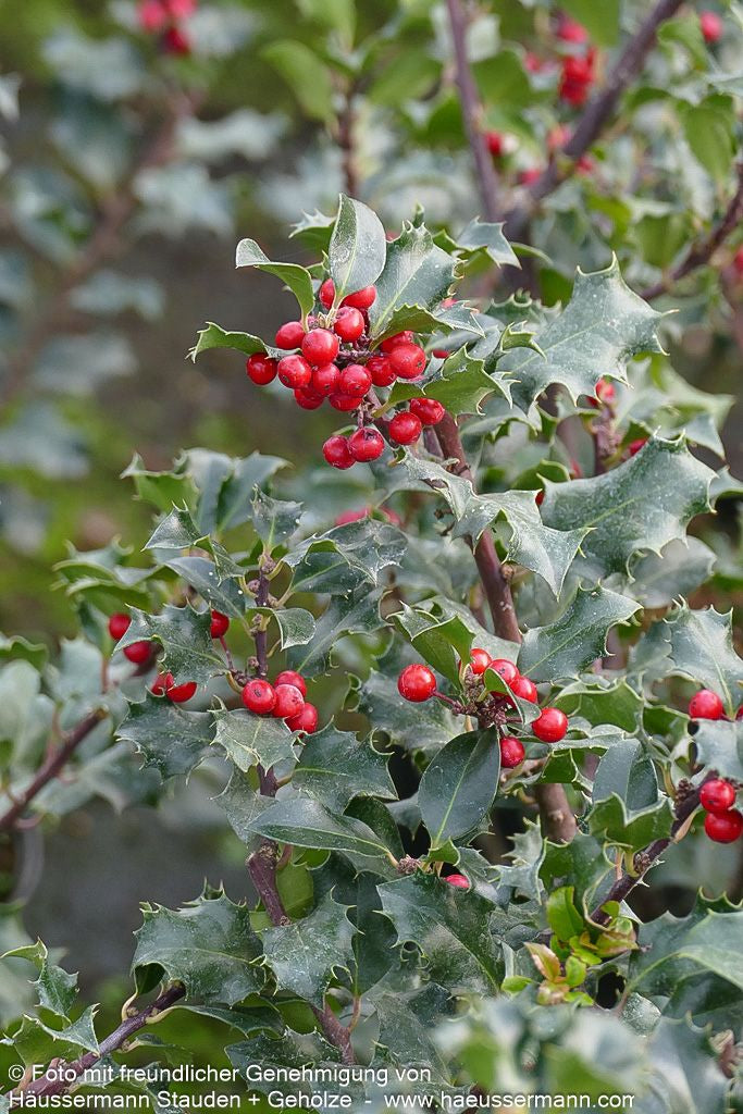 Fruchtende Stechpalme 'Blue Angel' (Ilex x meserveae)