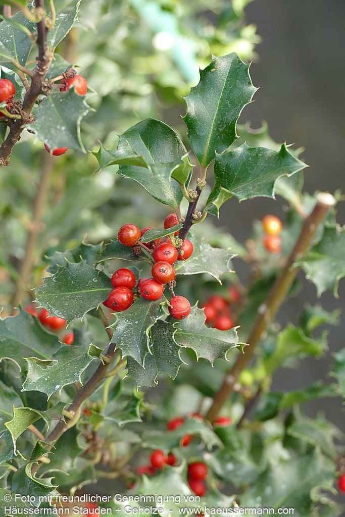 Fruchtende Stechpalme 'Blue Angel' (Ilex x meserveae)