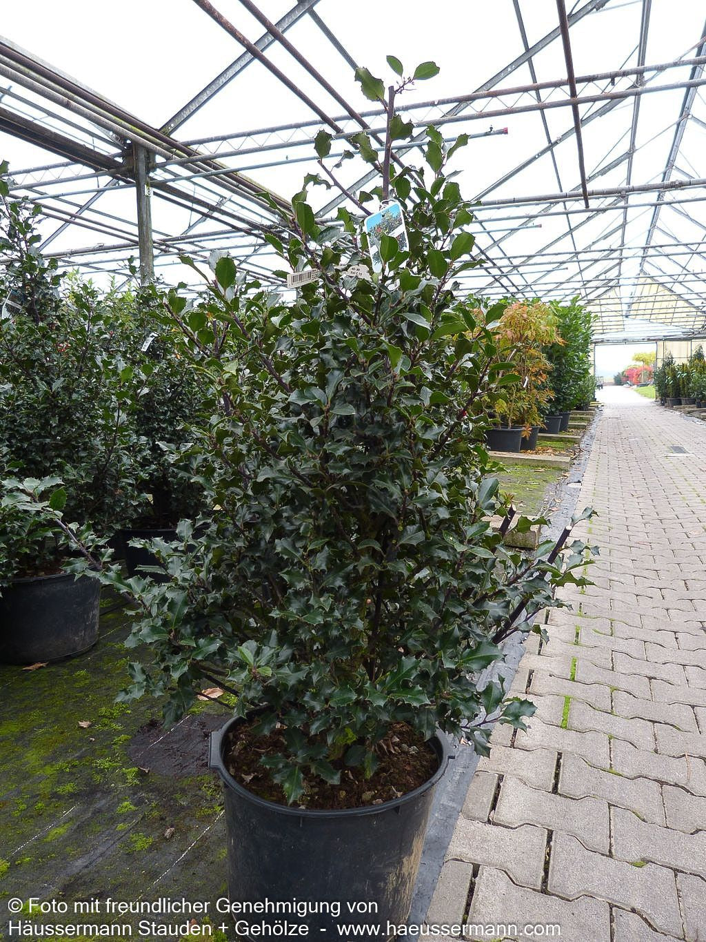 Fruchtende Stechpalme 'Blue Angel' (Ilex x meserveae)