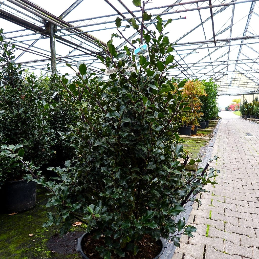 Fruchtende Stechpalme 'Blue Angel' (Ilex x meserveae)