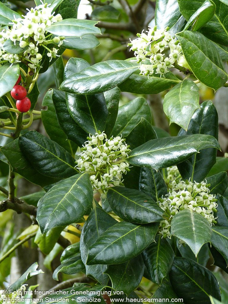 Fruchtende Stechpalme 'J.C.van Tol' (Ilex aquifolium)