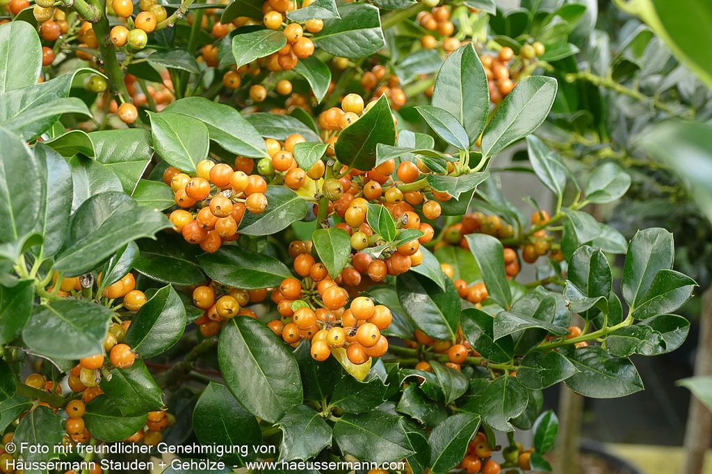 Fruchtende Stechpalme 'J.C.van Tol' (Ilex aquifolium)