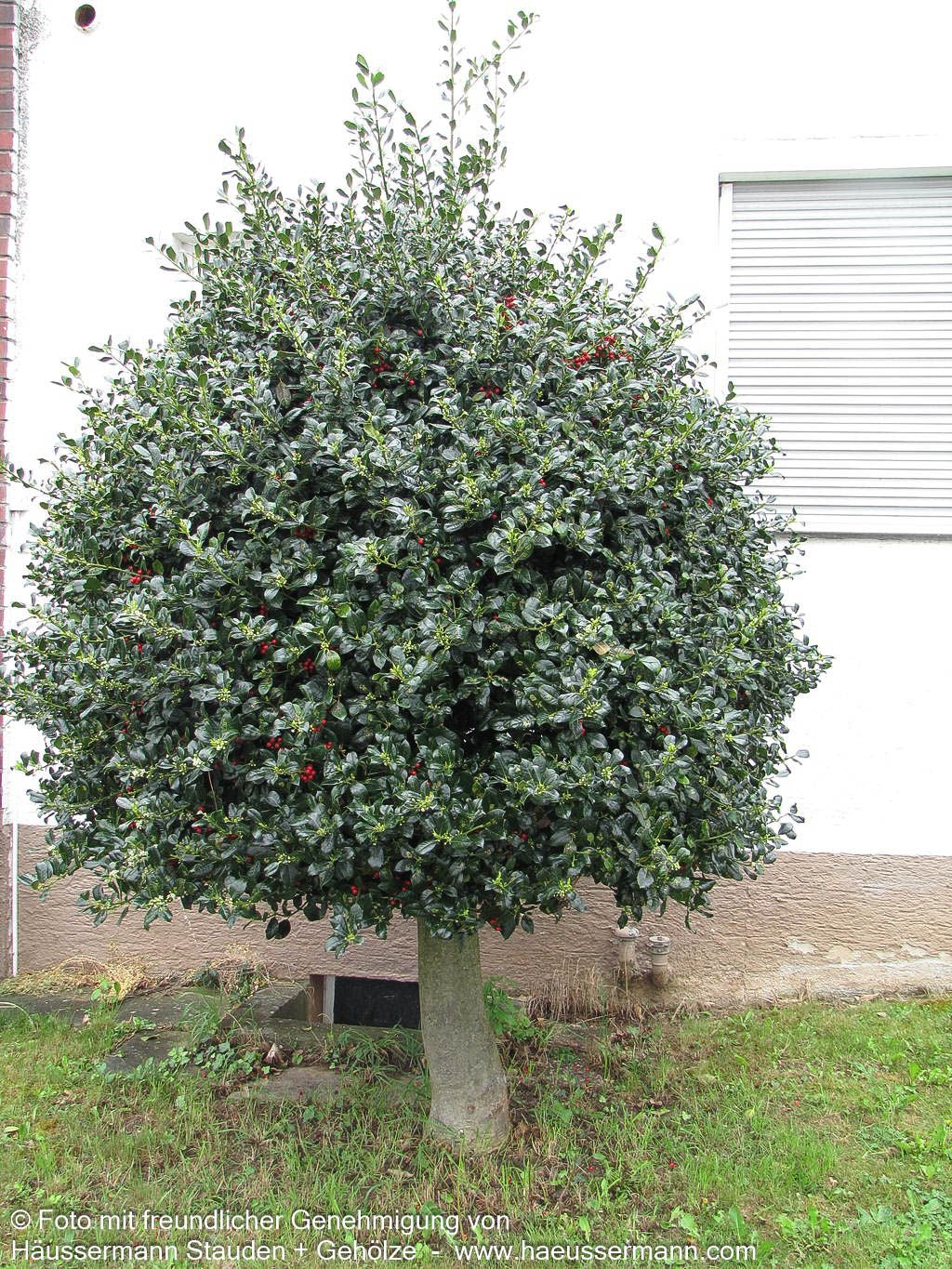 Fruchtende Stechpalme 'J.C.van Tol' (Ilex aquifolium)