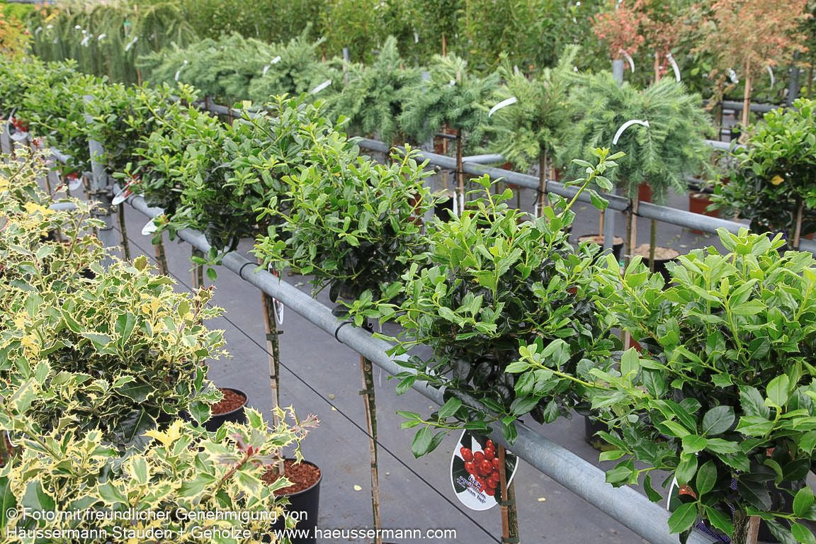 Fruchtende Stechpalme 'J.C.van Tol' (Ilex aquifolium)