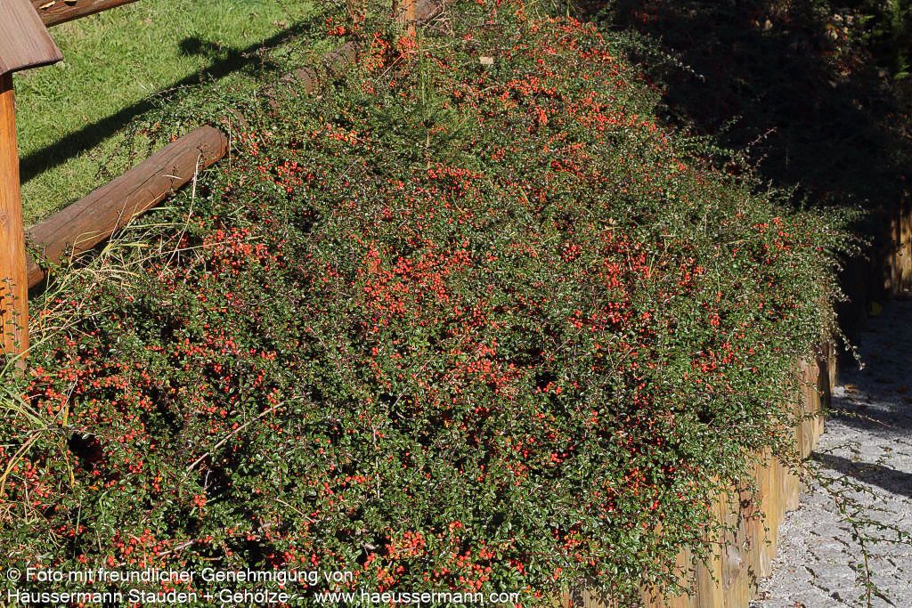 Fruchtende Teppich-Zwergmispel 'Coral Beauty' (Cotoneaster dammeri)