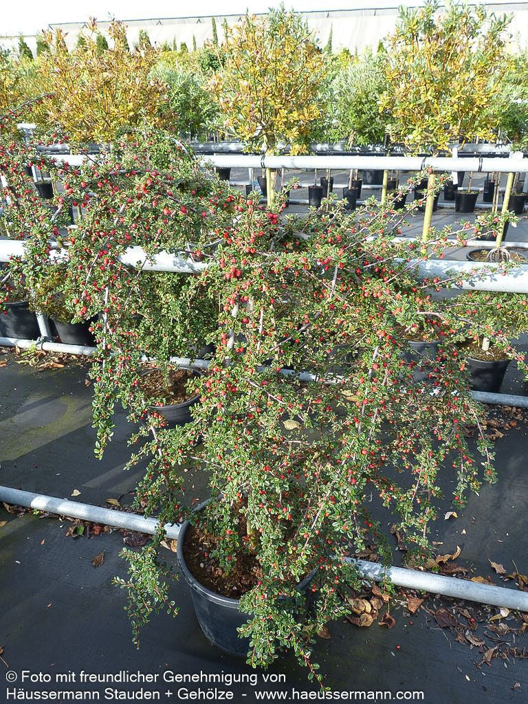 Fruchtende Teppich-Zwergmispel 'Coral Beauty' (Cotoneaster dammeri)