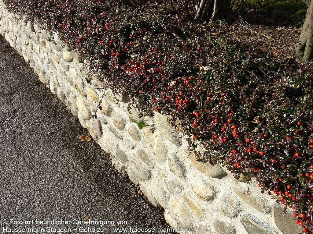 Fruchtende Teppich-Zwergmispel 'Coral Beauty' (Cotoneaster dammeri)