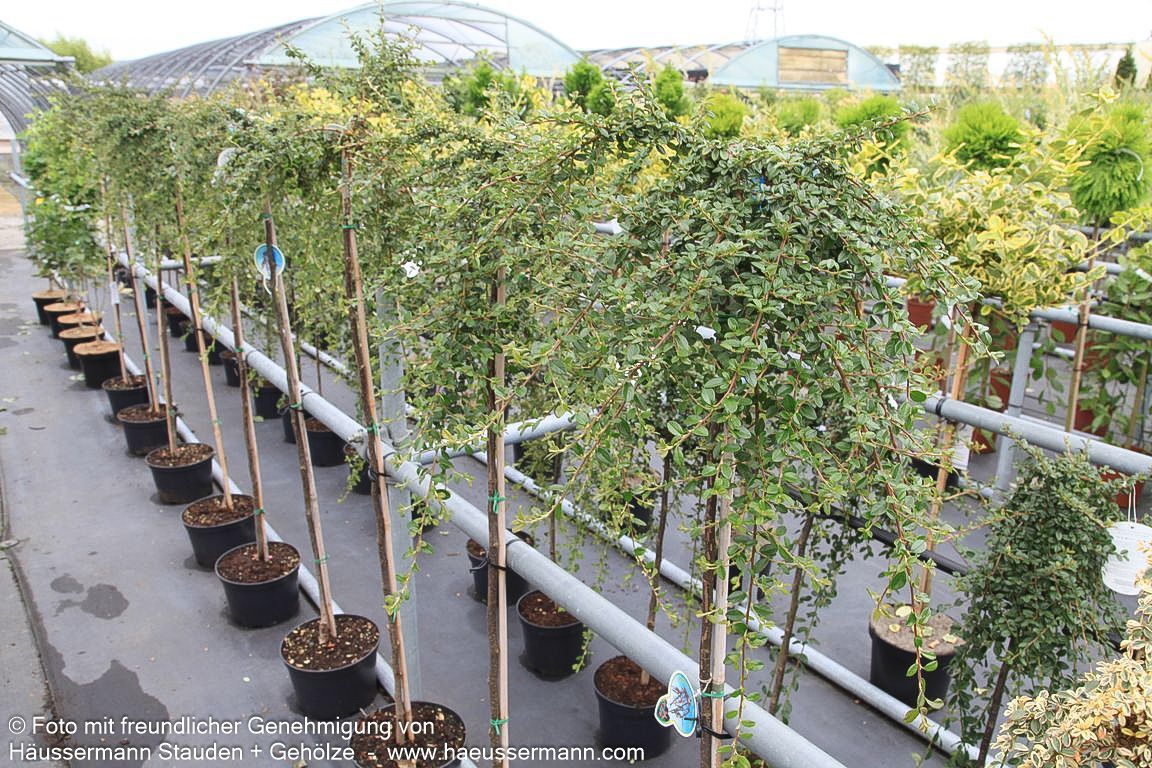 Fruchtende Teppich-Zwergmispel 'Coral Beauty' (Cotoneaster dammeri)
