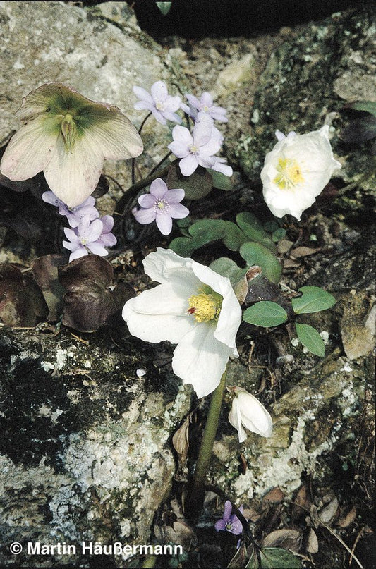 Frühblühende Christrose (Helleborus niger)