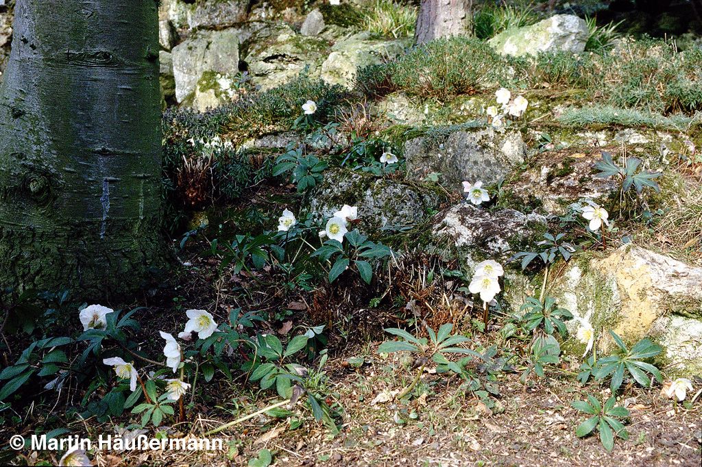 Frühblühende Christrose (Helleborus niger)
