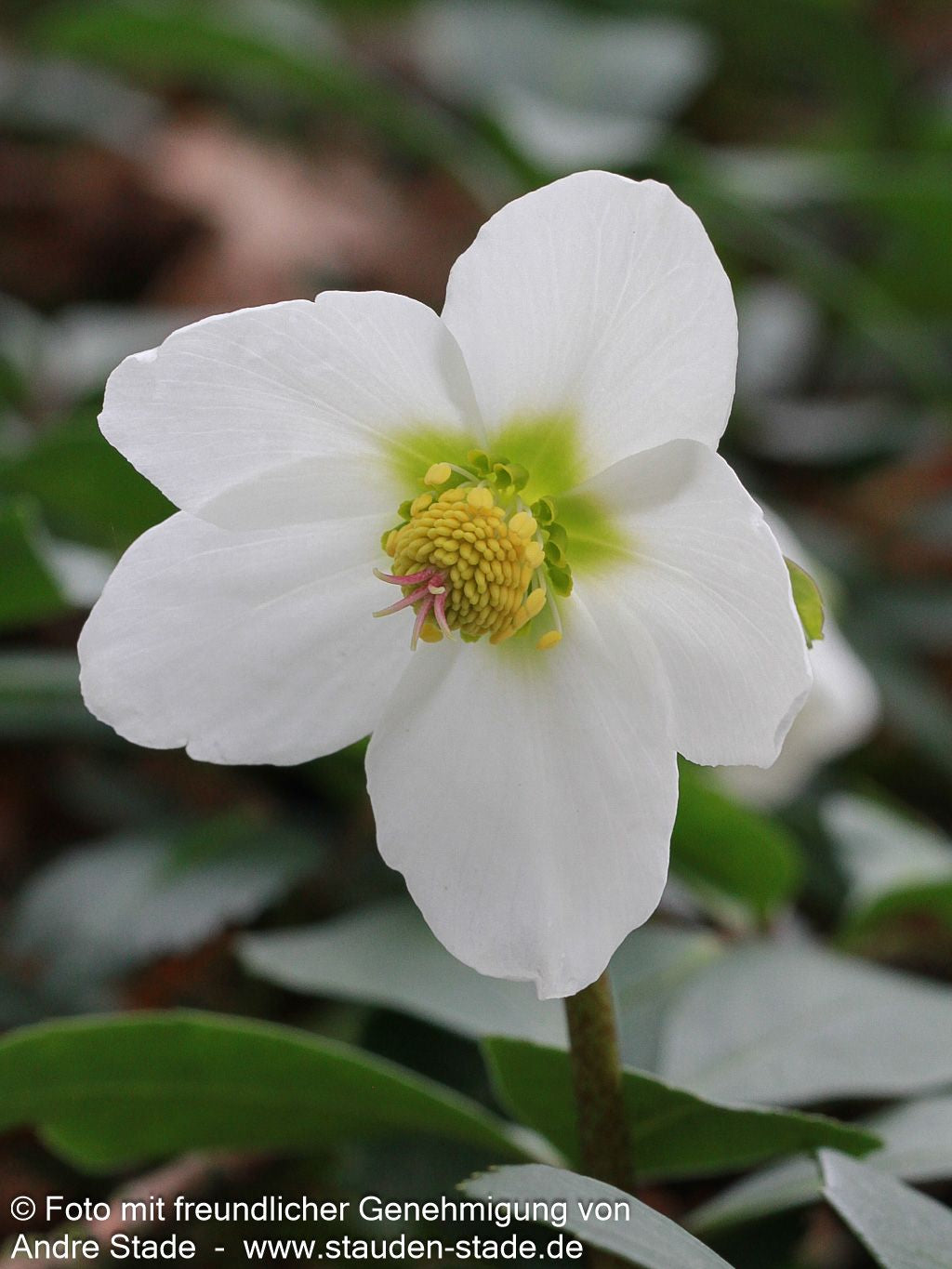 Frühblühende Christrose (Helleborus niger)