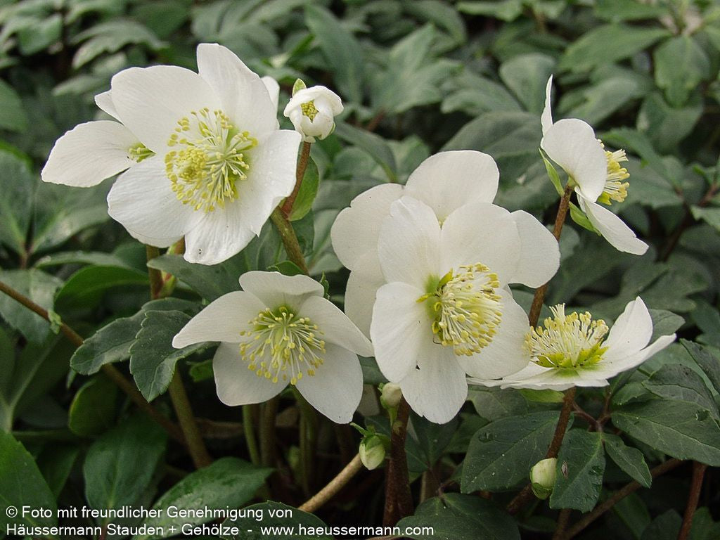 Frühblühende Christrose (Helleborus niger)