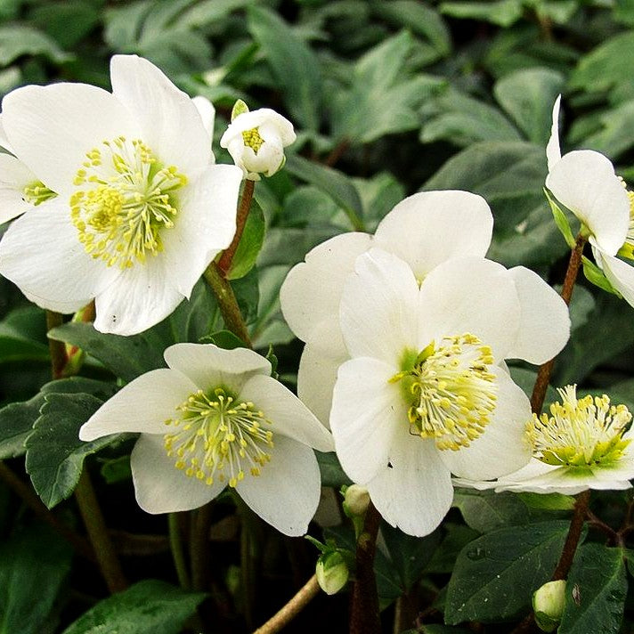 Frühblühende Christrose (Helleborus niger)