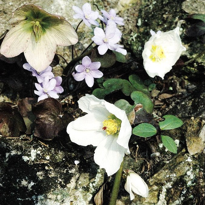 Frühblühende Christrose (Helleborus niger)