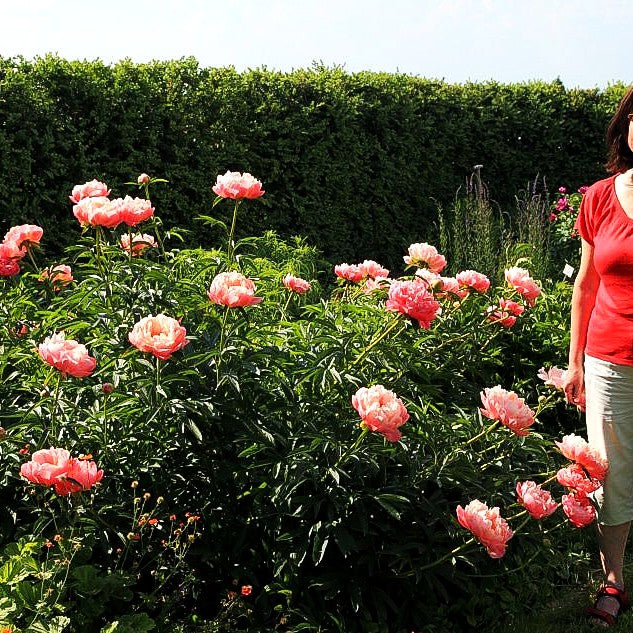 Frühblühende Pfingstrose 'Coral Charm' (Paeonia x hybr.)