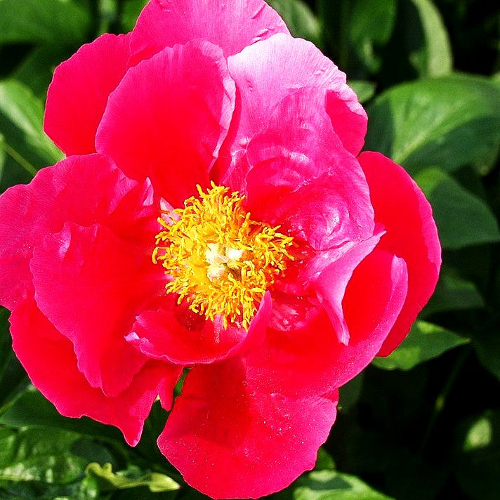 Frühblühende Pfingstrose 'Paula Fay' (Paeonia x hybr.)