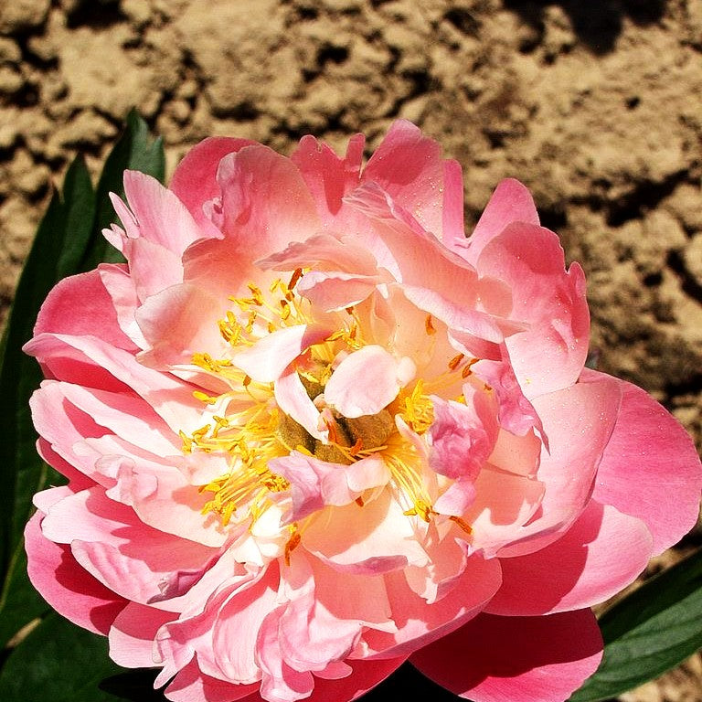 Frühblühende Pfingstrose 'Pink Hawaiian Coral' (Paeonia x hybr.)