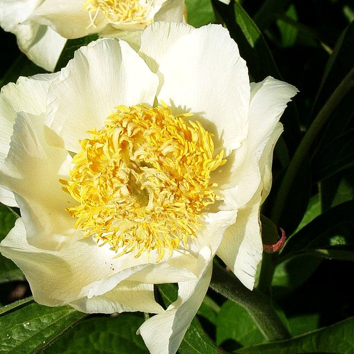 Frühblühende Pfingstrose 'Starlight' (Paeonia x hybr.)